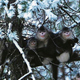 Image for article titled Zoologists watch as monkey midwife delivers baby
